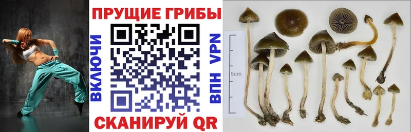 Псилоцибиновые грибы ЛСД  Медвежьегорск 